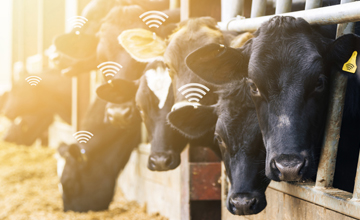 LoRa-based ingestible cattle health tracker for smart agriculture