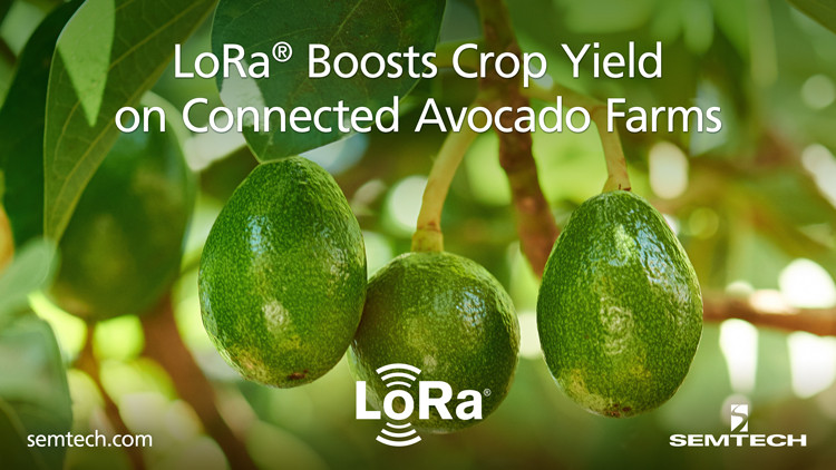 LoRa Boosts Crop Yield on Connected Avocado Farms