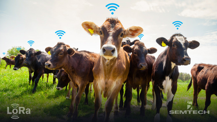 Semtech and lar.tech Enable Smart Ranching with LoRa Technology 